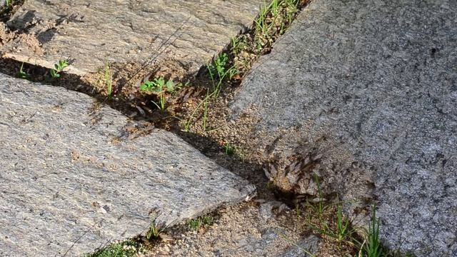 Ant Swarm смотреть онлайн