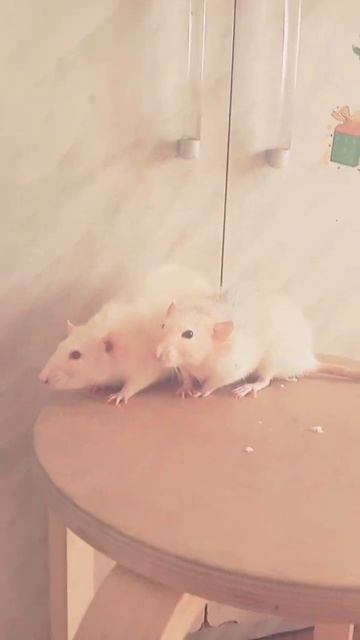 ❤️🐀❤️🐀 смотреть онлайн