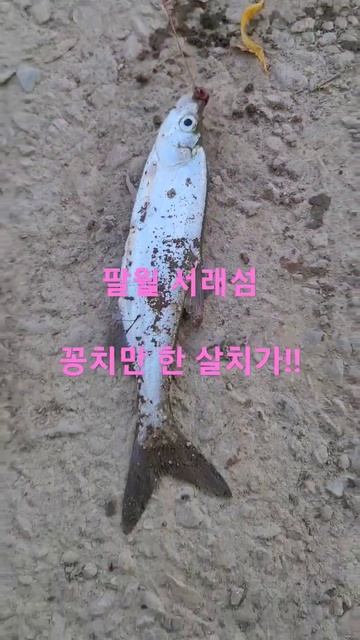 서래섬 살치낚시 #낚시 #민물낚시 #fishing #낚시터 #붕어낚시 #잉어 #잉어낚시 #fishingvideo #붕어 #한강낚시 #서래섬낚시터 #살치 #민물고기 #지렁이낚시 смотреть онлайн
