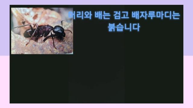 우리나라에서 가장 큰 개미 смотреть онлайн