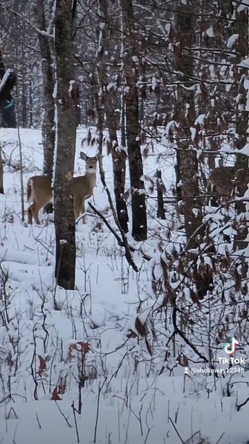 a great day in the wilderness area! deer , elk, turkey and an opossum! #nature #wildlife смотреть онлайн