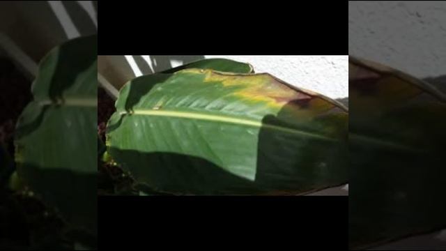 Como tener Strelitzias perfectas? смотреть онлайн