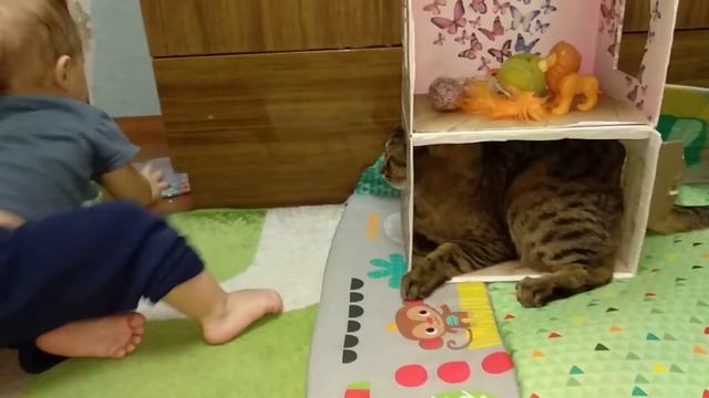 Коты и кошки. Кот Жулик поселился в домике для кукол. смотреть онлайн