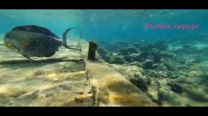 Отель Континенталь Плаза Египет , все о нём