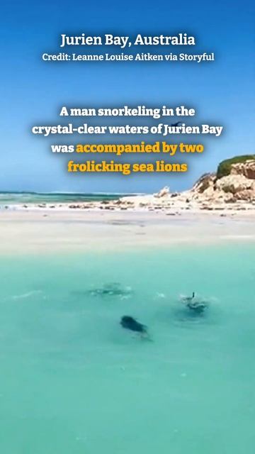 Snorkeler enjoys sea lions' company during western Australia trip смотреть онлайн