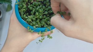 Крестовники Роули и Геррейна. Мой уход, размножение, подкормки🌱