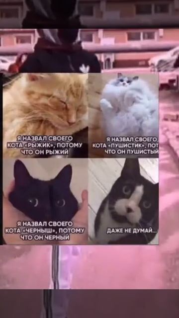 кличка для кота смотреть онлайн