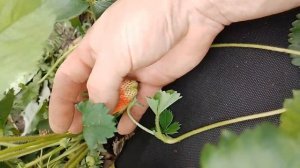 Маршал, моя клубника