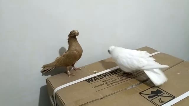 Голуби смотреть онлайн