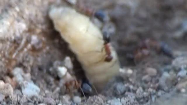wax worm meets dorymyrmex смотреть онлайн