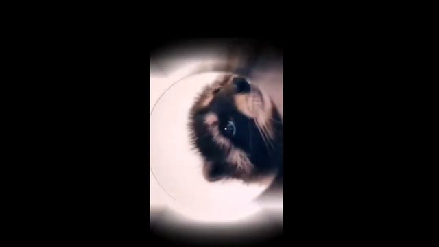 Raffaella Carra   Pedro Jaxomy & Agatino Romero Remix, Pedro, Pedro, Pedrope, 🦝 Енот Edition 🔥🔥🔥