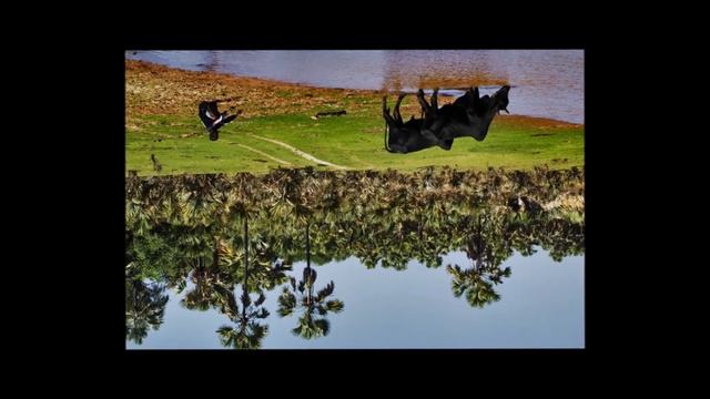 Lolo Boana (Cordeon Rombo) смотреть онлайн
