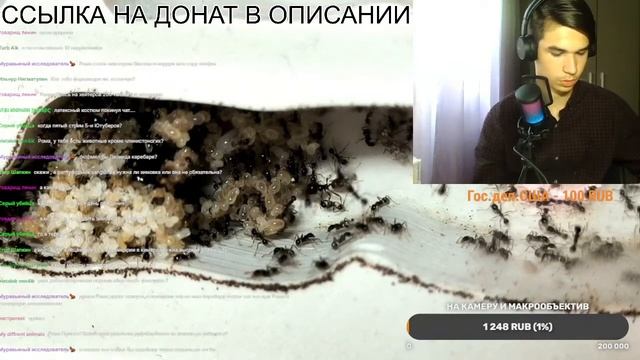 СТРИМ. 1500 ПОДПИСЧИКОВ НА КАНАЛЕ!!! #МуравьиЯрославль смотреть онлайн