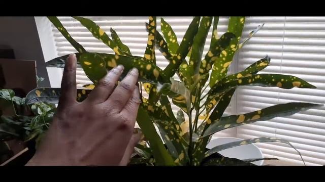 More Cheap Finds & Propagation Projects! смотреть онлайн