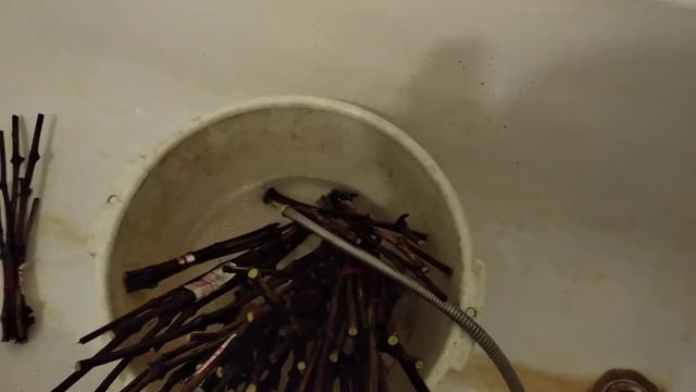 замачиваю черенки винограда для проращивания. смотреть онлайн