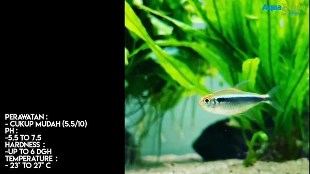 BLACK NEON TETRA, ikan glowing yang angker ~ #BASAHMAS ep.018 смотреть онлайн