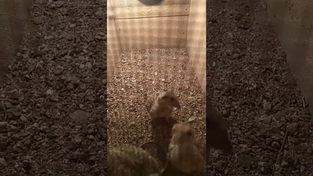 Кабкбачахои Бадахшон 2020 мархамад тамошо кунед то охирша. Семейка Кекликов. Keklik in Tajikistan смотреть онлайн