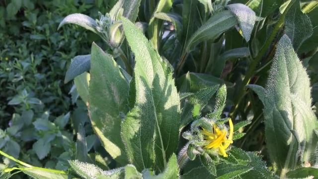 драгоценные цветы смотреть онлайн