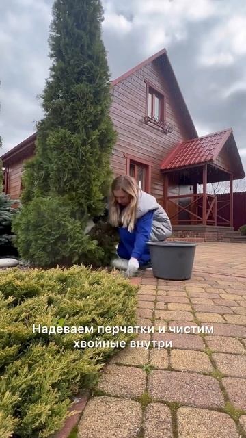 Уход за хвойными весной. #сад #загороднаяжизнь #туи #хвойные #ёлки #уходзасадом #садогороддача смотреть онлайн