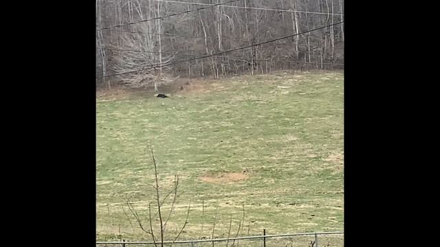 Coyote Down! 220 yd (22-250) смотреть онлайн