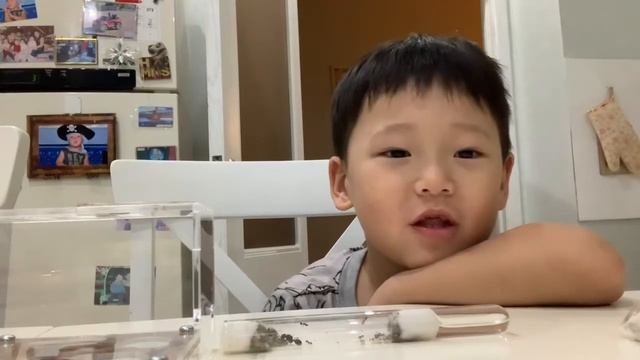 Первый комплект муравьиной фермы Амира смотреть онлайн