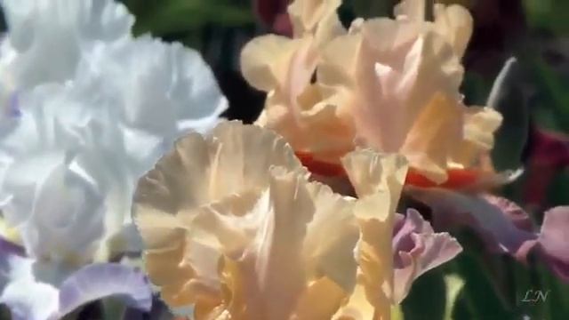 Н.Козлов "Бирюзовый рассвет". (Из альбома "Отбегалось... Отпрыгалось... Отпелось... Отгулялось...") смотреть онлайн