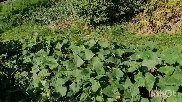 Огородно-цветочный влог смотреть онлайн