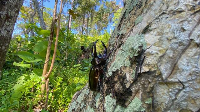 The Atlas Beetle (Chalcosoma Atlas) | Herping North Sumatra