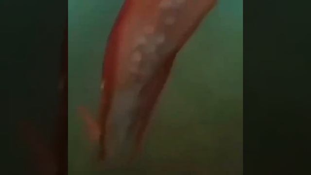 #respect #shorts смотреть онлайн