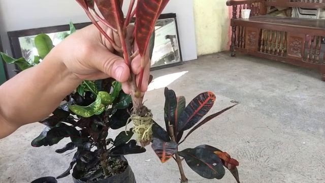 CROTON OR SAN FRANCISCO PLANTS Way Of Propagation.🍀