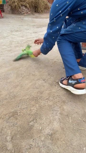 Green Parrot Ko rescue Kiya #parrot #ringneckparrot #minivlog #minizoo #greenparrot #petvlog #birds смотреть онлайн
