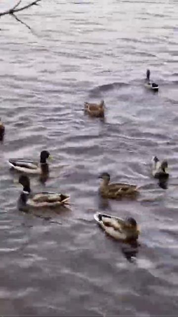 Уточки , речной вокзал смотреть онлайн