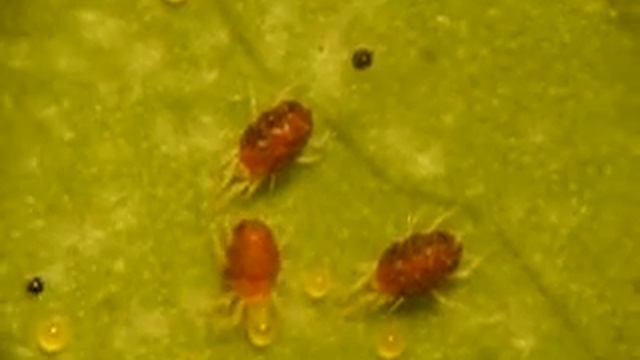 Spider mites смотреть онлайн