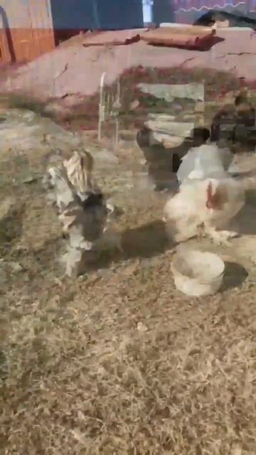 Карликовые кохинхины и султанка смотреть онлайн