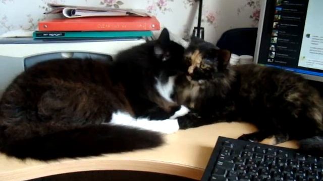 Кошачьи нежности смотреть онлайн