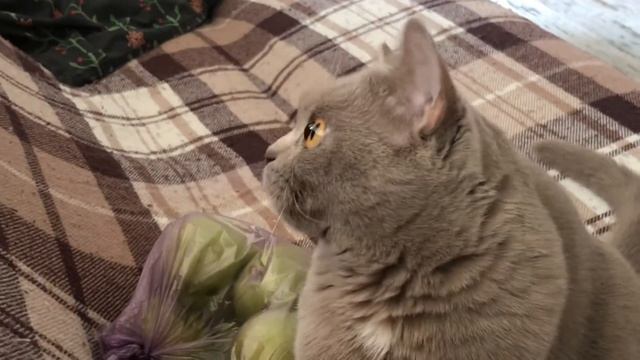 Ива 🐈⬛ смотреть онлайн