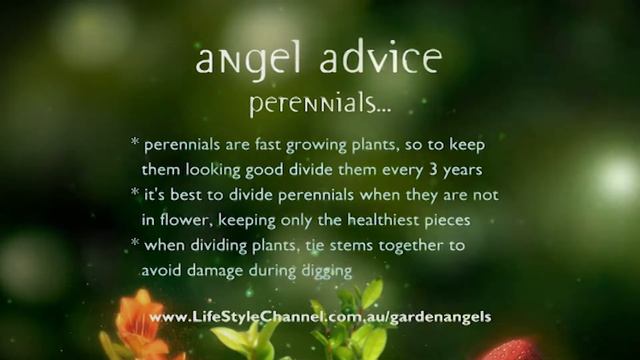 Tropical Garden Delights - Garden Angels - S01 EP10 - Gardening