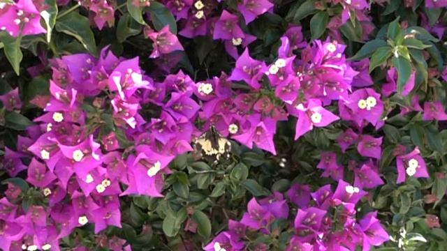 Papilio machaon смотреть онлайн