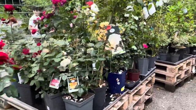 КАК СПАСАЮ КАРТОФЕЛЬ 🥔КАКИЕ СРЕДСТВА ПРОДАЮТ👩🌾🍅🥔 смотреть онлайн