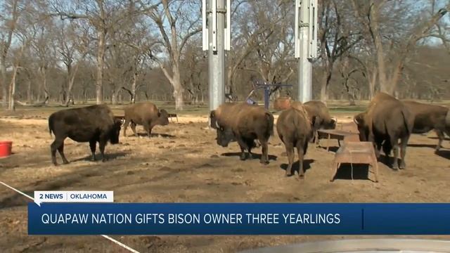 Quapaw Nation Gifts Bison Owner Three Yearlings смотреть онлайн