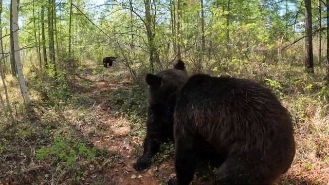 Медведи топают домой. смотреть онлайн