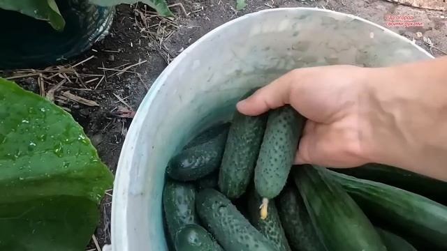 Ці овочі сіяти ще зарано! Які овочі ми будемо сіяти пізніше і чому.