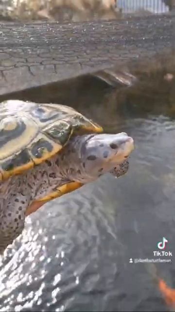 My Turtles ARE AWAKE!? (Mid December) смотреть онлайн