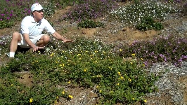 Western Gardens Landscaping, Inc смотреть онлайн