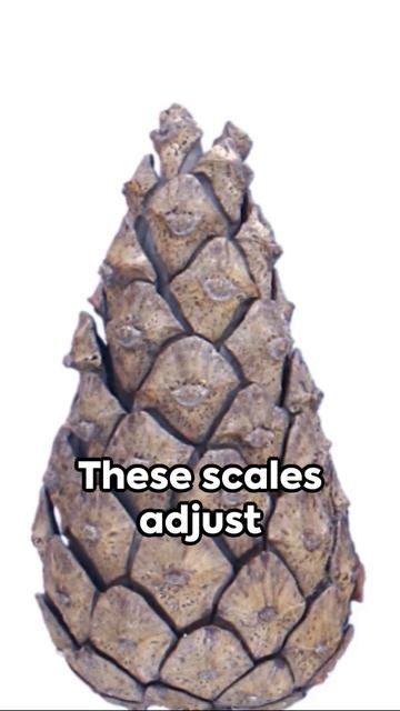 The Pine Cone Nature's Ingenious Design #science#nature #naturelovers #naturefacts смотреть онлайн