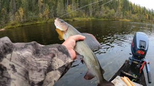 Крупный хариус на кораблик. Живём с папой в избушке. Уха на костре.