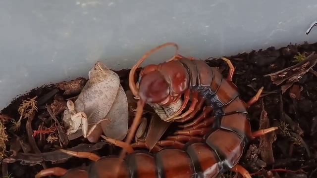 Scolopendra subspinipes | Full feeding video | timelapse & non-timelapse смотреть онлайн