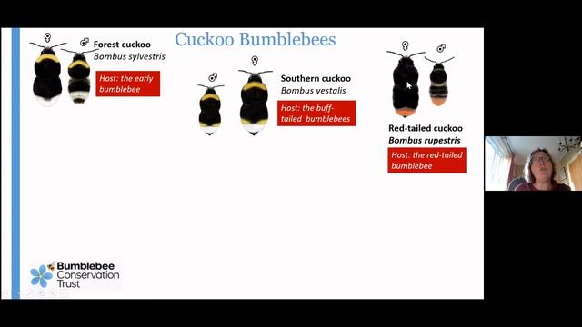 Bumblebee Conservation Trust "Skills for Bees Cymru" course part 2 смотреть онлайн