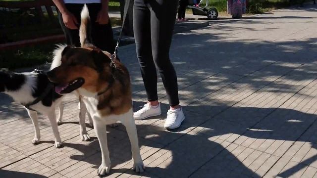 Danny Bull Terrier & Friends 🐾💕 смотреть онлайн