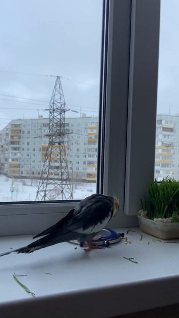 • смешная птица !! Kesha увидел птиц из окна😂😂😂 #рекомендации #попугай #играется #корелла #кеша смотреть онлайн